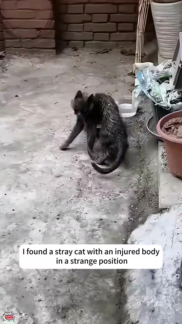 The cat confidently moving in its wheelchair after practice.