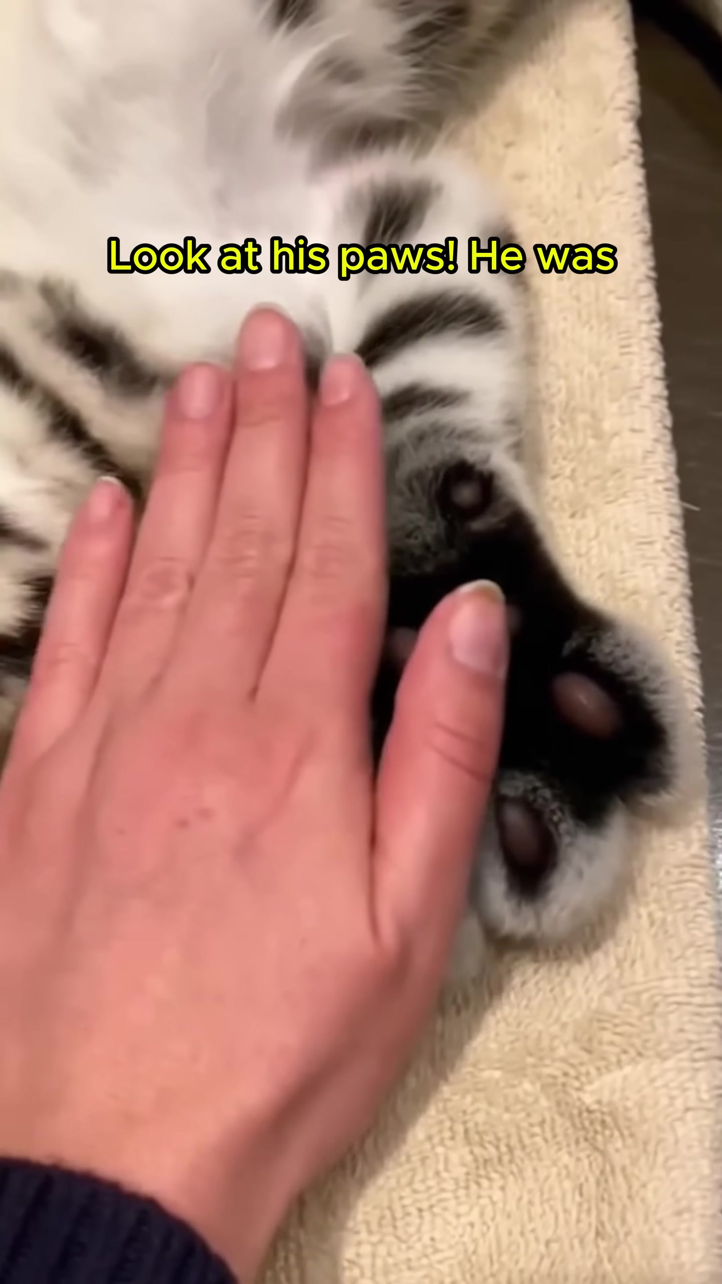 Close-up of the snow leopard cub's large, growing paws.