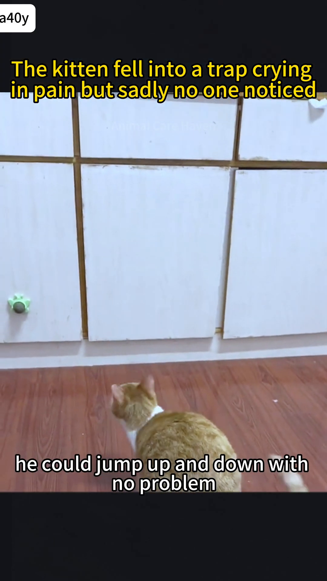 The kitten is shown playfully interacting with a toy, demonstrating its improved mobility.