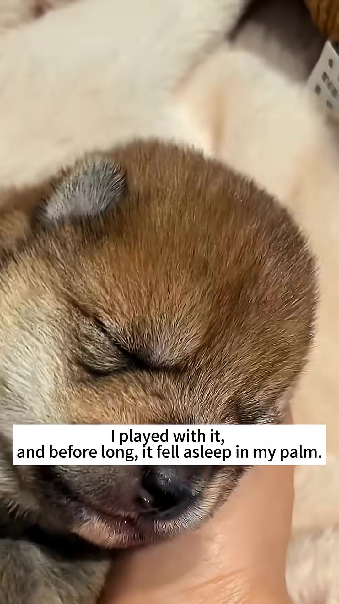 A young Shiba Inu puppy looking curious and healthy.
