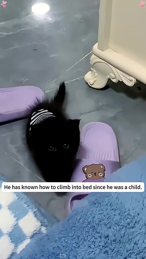 A black kitten wearing a striped shirt climbs onto a large blue blanket.