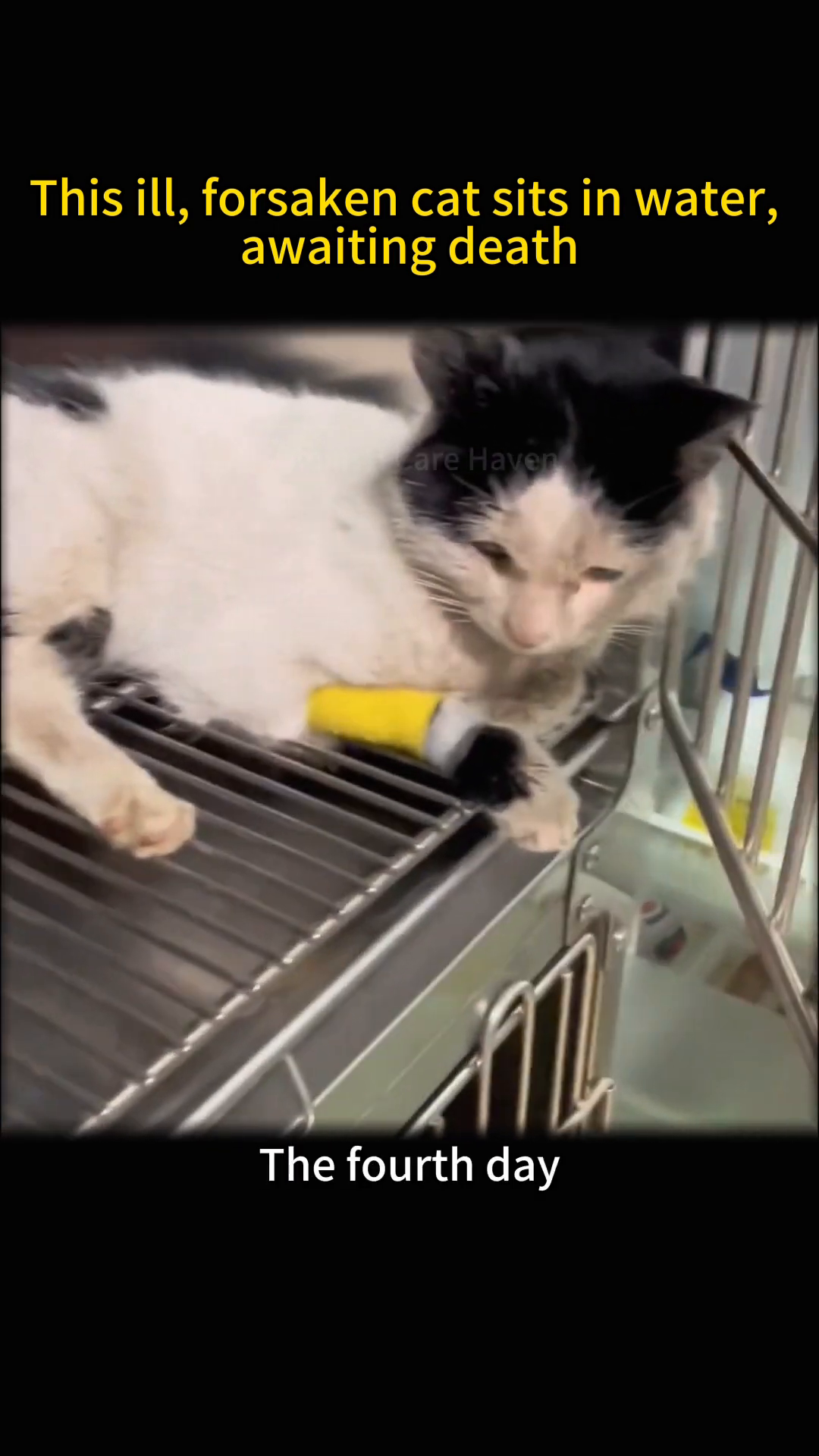 The cat, with an IV line, rests in a cage, showing subtle signs of improvement.