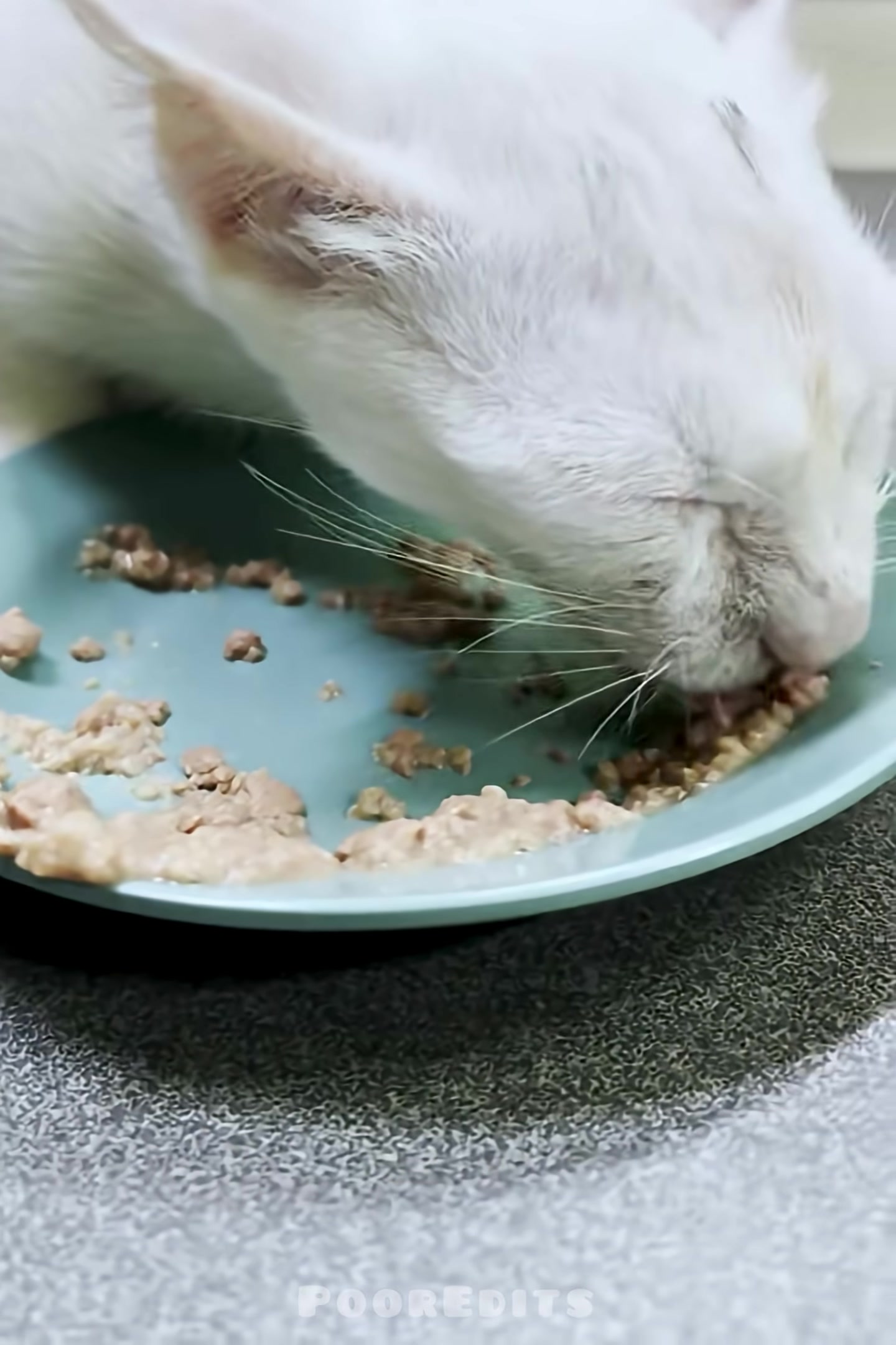 A healthy-looking kitten is eating food from a plate with its tongue.