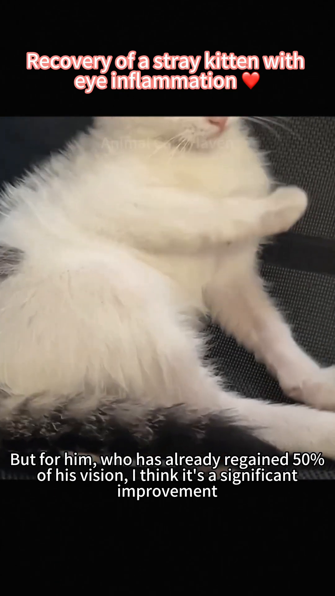 The kitten sits up, looking alert, with its eyes showing clear improvement compared to earlier stages.