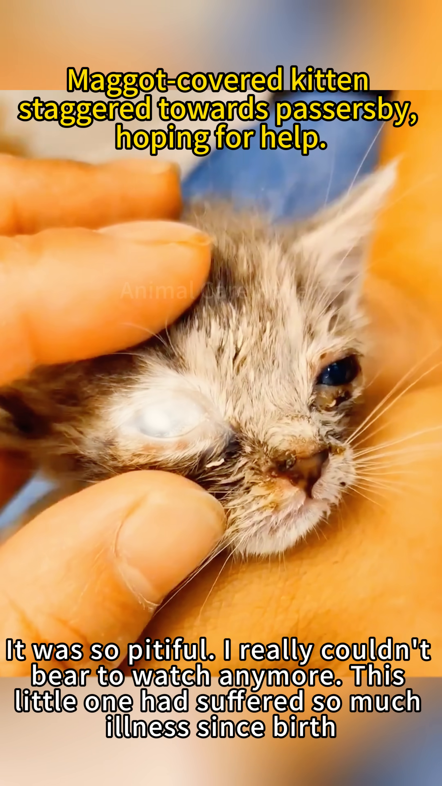 Close-up of the kitten's face, showing the damaged eye with signs of infection and rot.