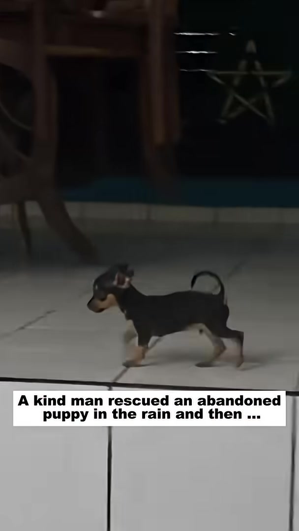 A small black puppy playfully jumps over a toy tire on the floor.