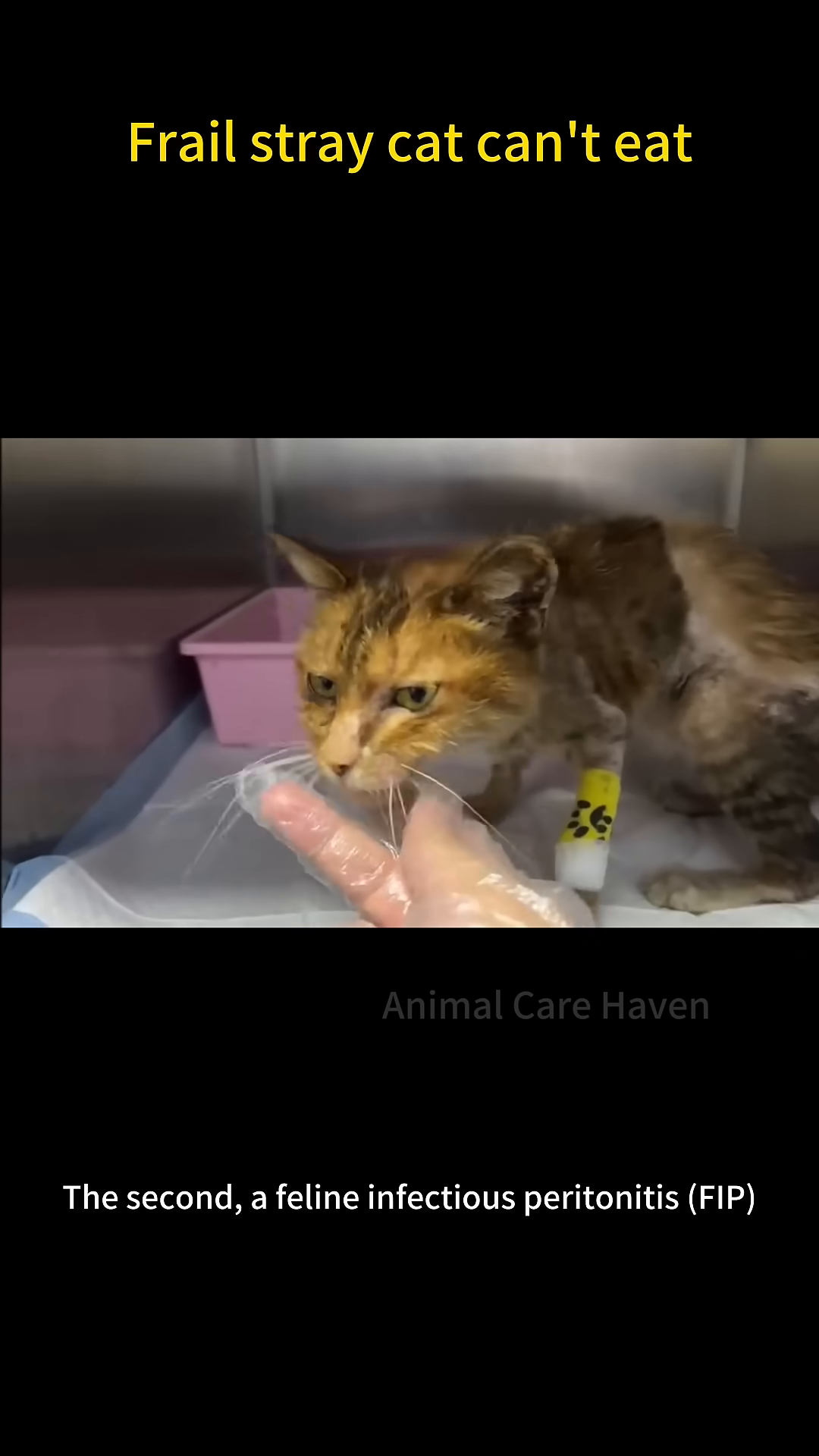 A cat with an IV line attached to its leg receives treatment in a veterinary clinic.