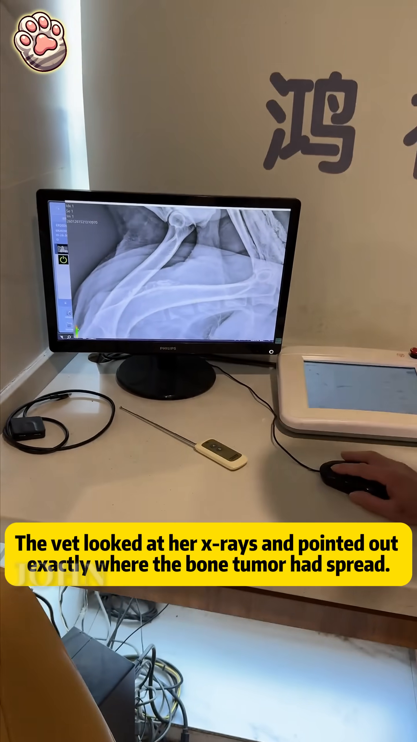 A veterinarian points to an X-ray on a computer screen, showing a bone tumor.