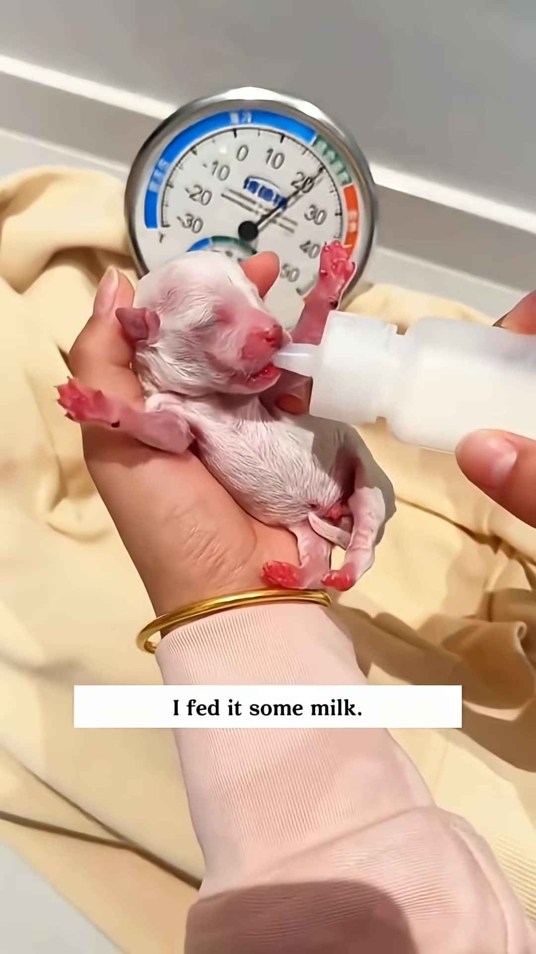 A person gently feeds the tiny puppy milk from a bottle.