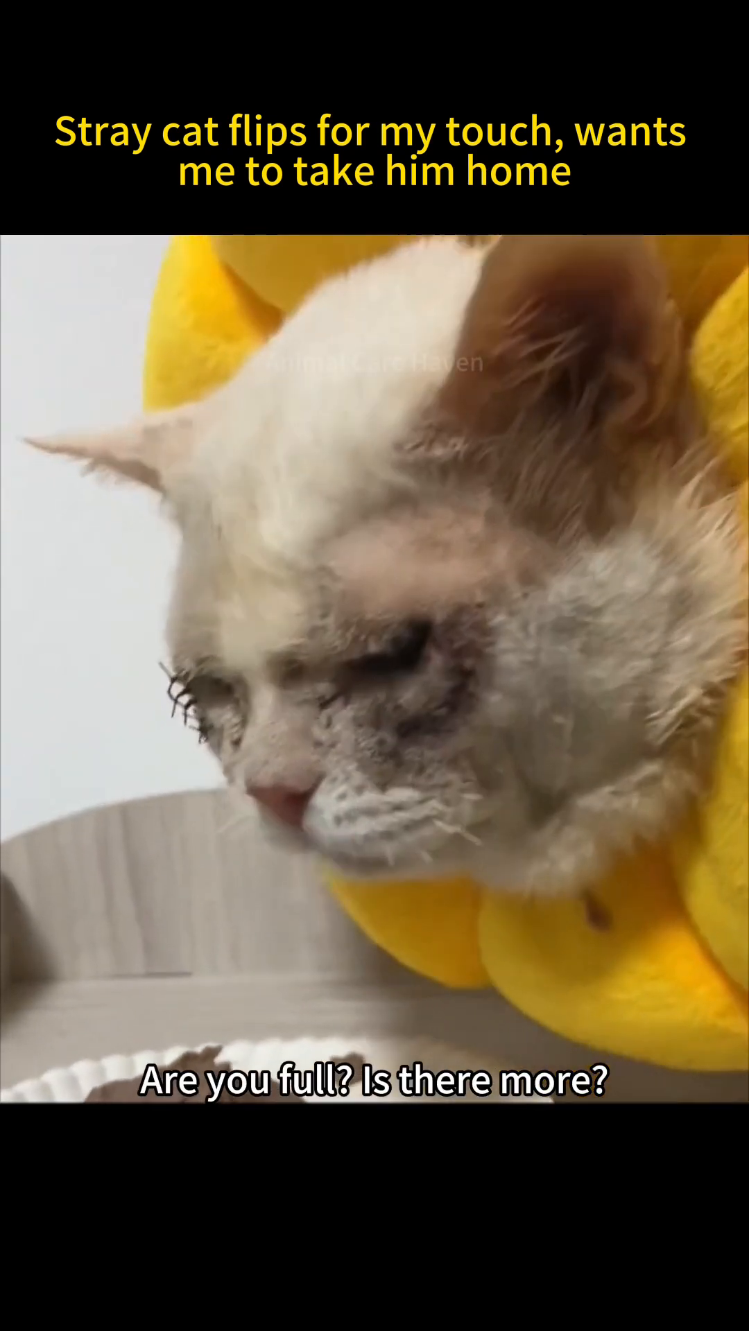 Dabai, wearing a soft recovery collar, eating eagerly from a bowl.