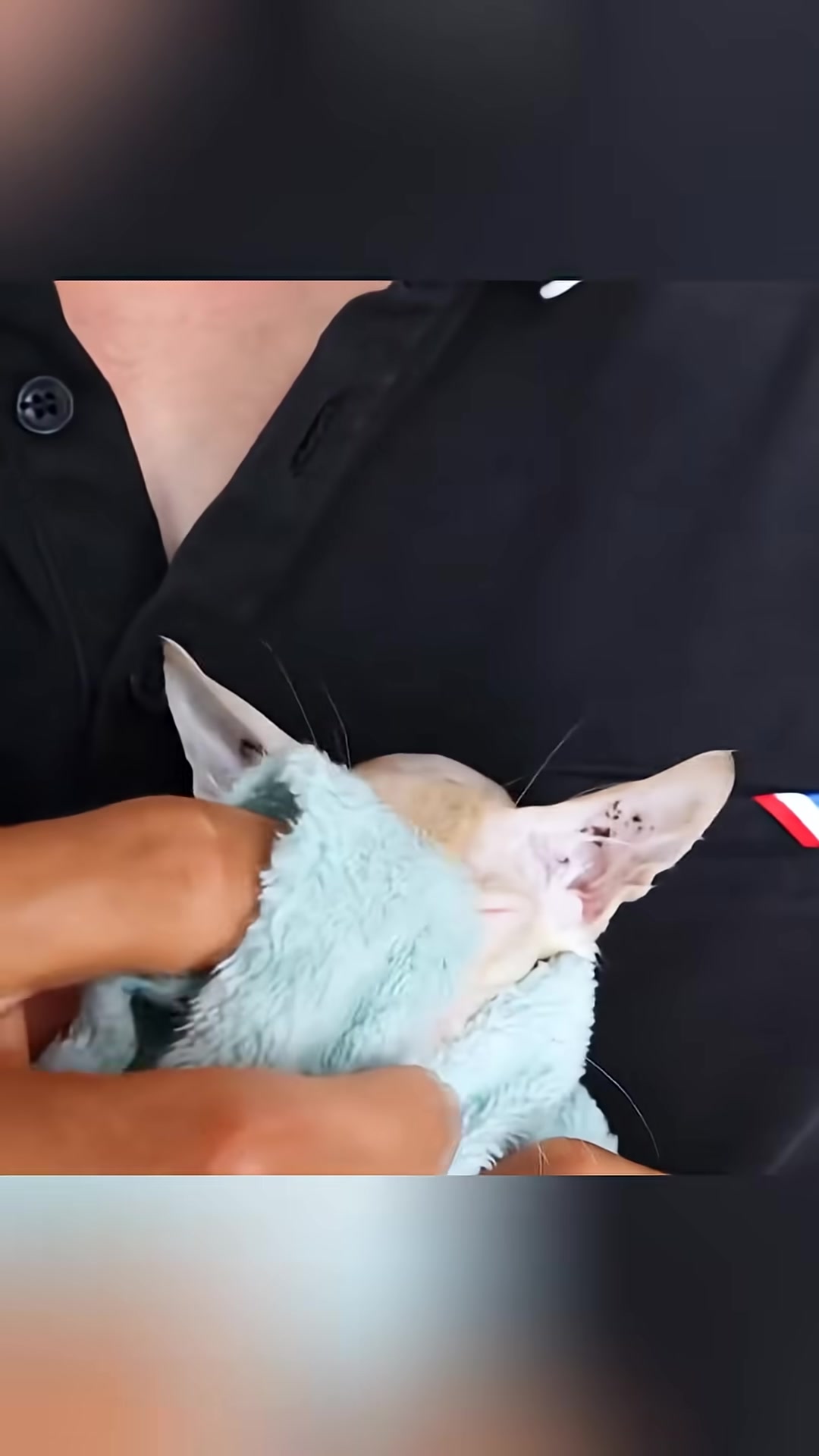 The wet kitten is wrapped snugly in a soft, light blue towel.