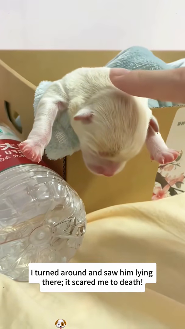 The puppy takes its first unsteady steps, supported by gentle hands.