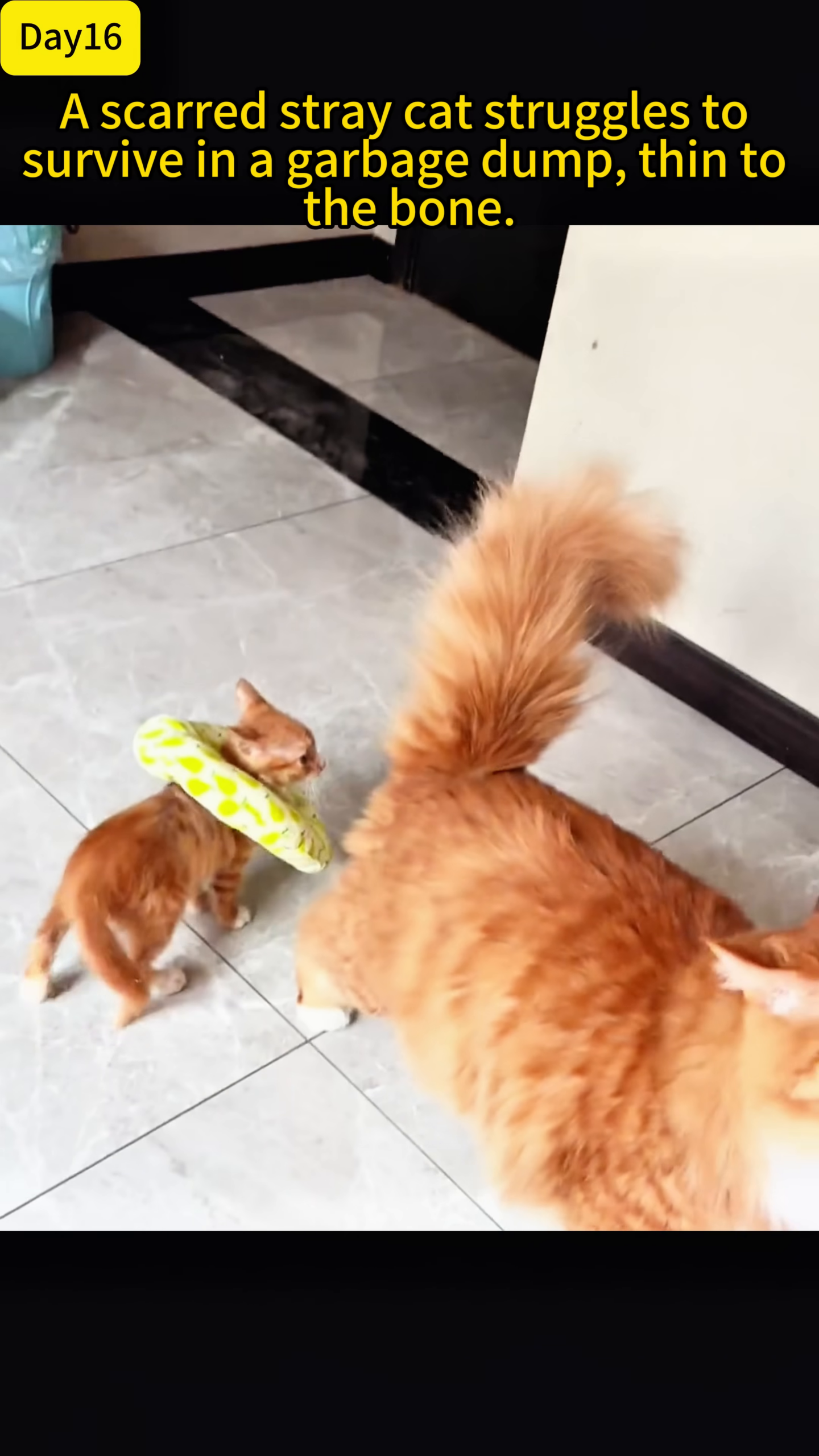 A small ginger cat wearing a green cone with pear patterns is playfully interacting with a larger orange cat.