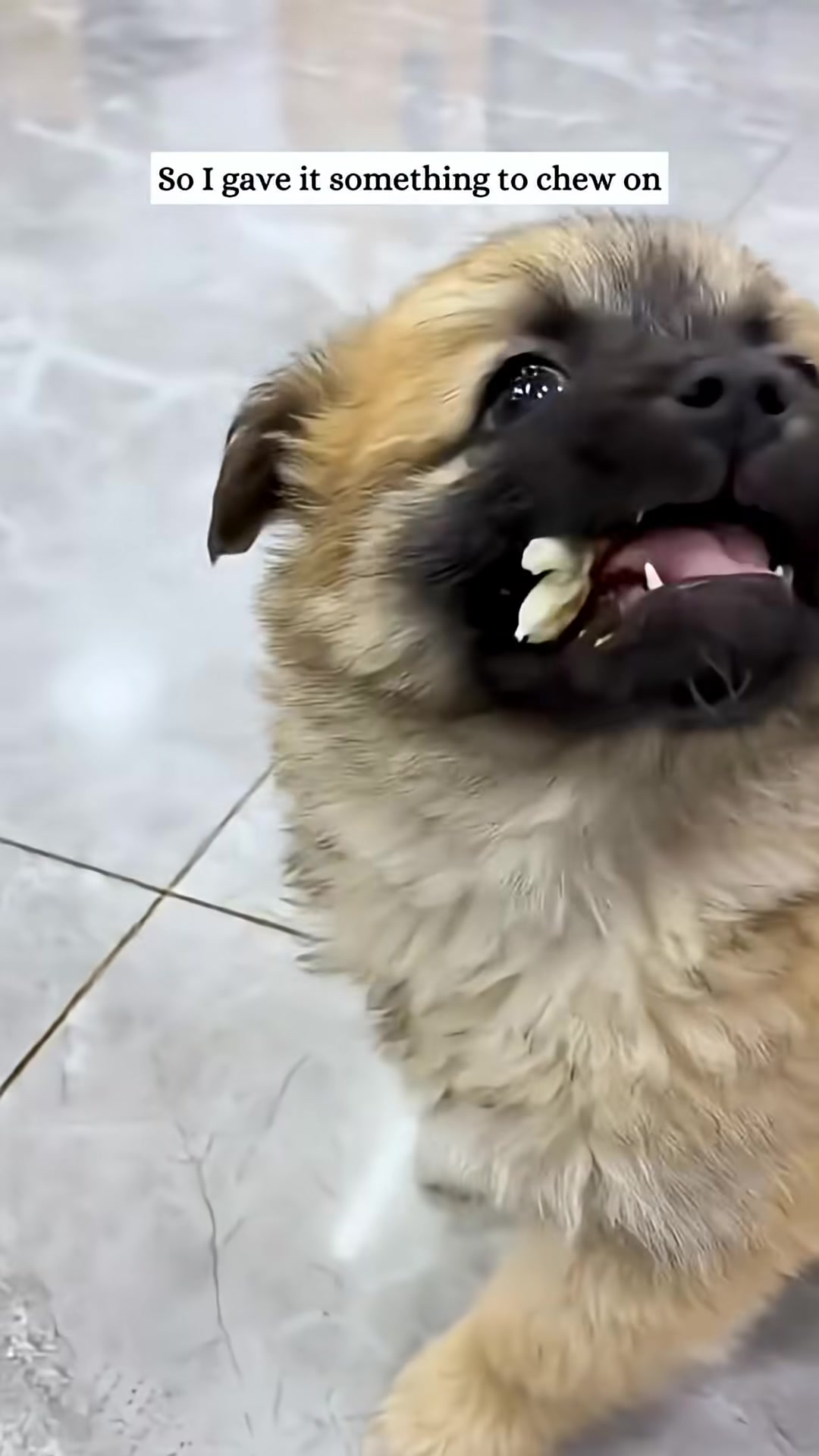 A puppy looks up with its mouth open, showing its teeth.