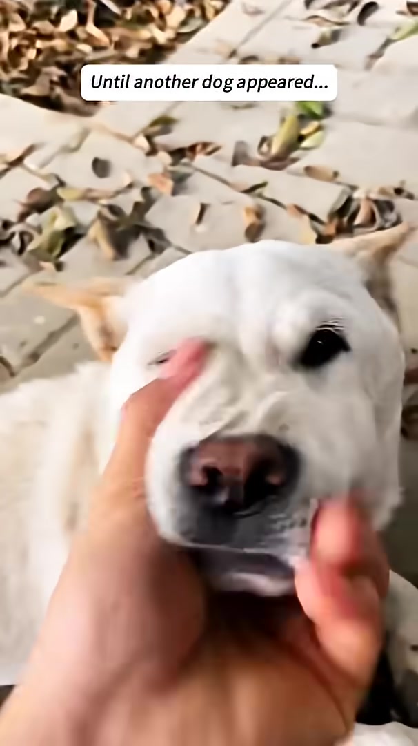 A person's hand pets a white dog, while a black dog is visible in the background.