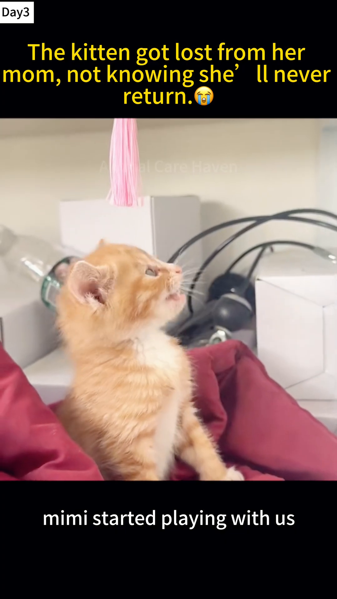 A ginger kitten playfully bats at a pink tassel hanging from above.