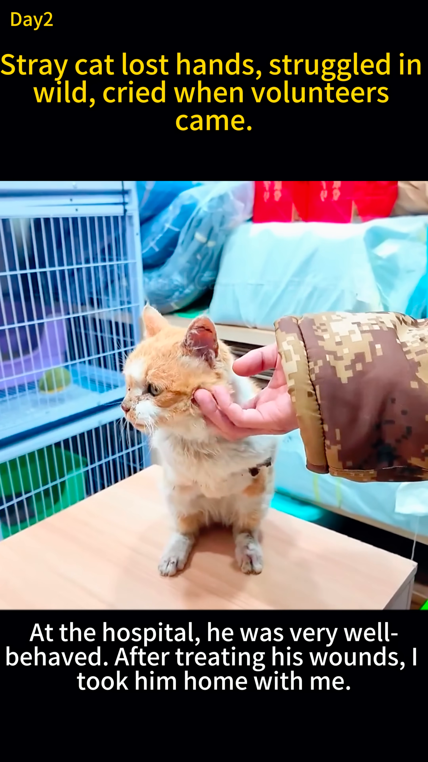 The cat at the hospital, being gently handled and treated.