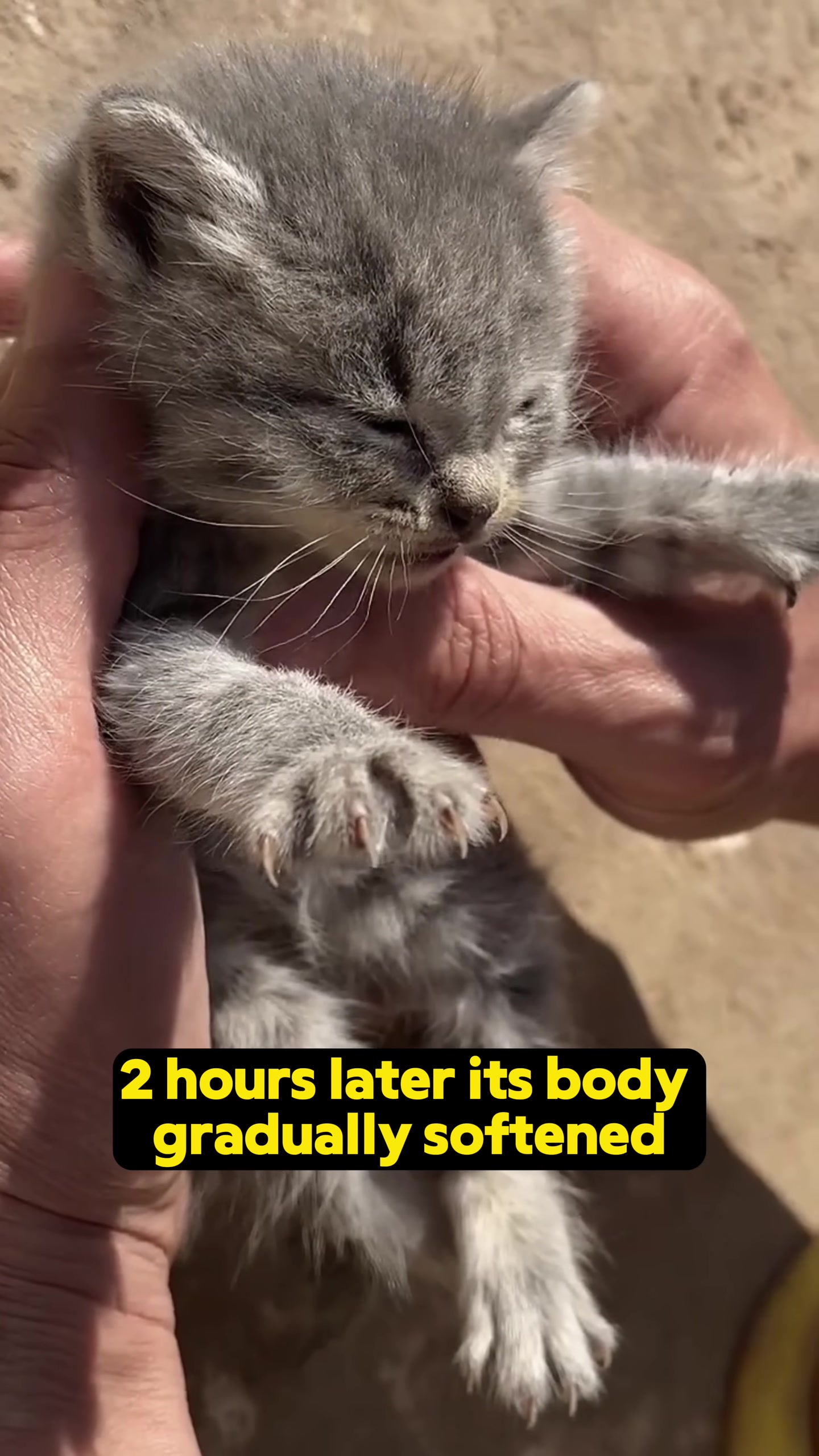 Close-up of the kitten's body becoming more relaxed and less stiff.