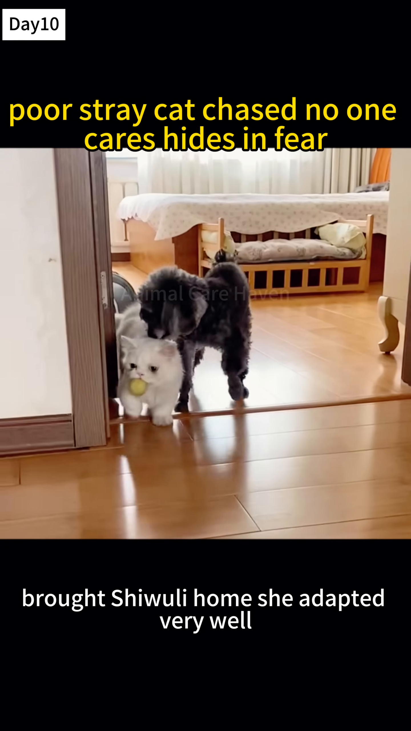 A white cat is walking alongside a small black dog, with a yellow ball in its mouth.