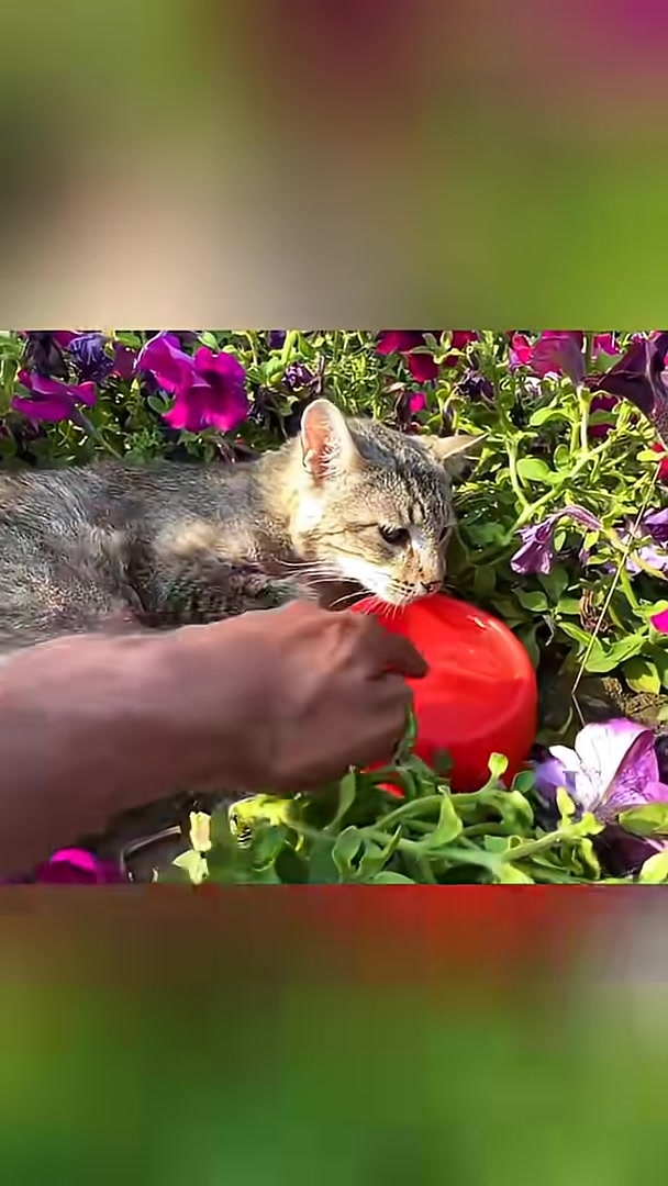 Another cat is gently petted and offered water from a red bowl while nestled in a vibrant flower bed.