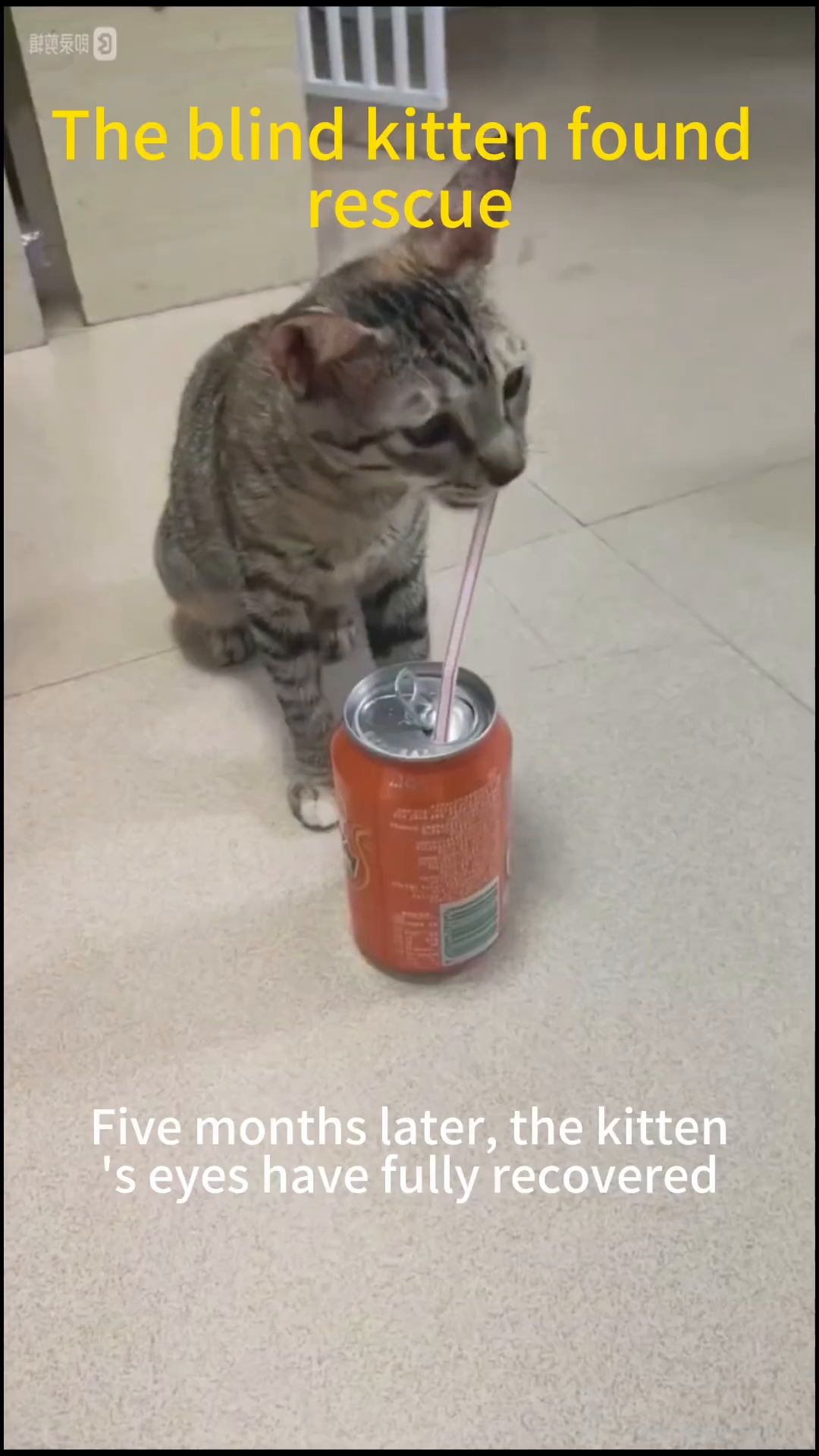 A healthy, bright-eyed kitten drinks from a can using a straw.