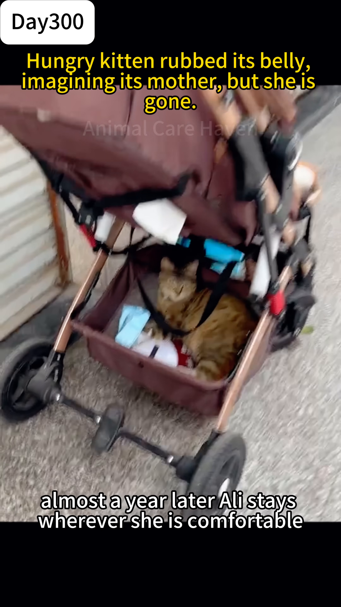 A cat is curled up comfortably inside a baby stroller.