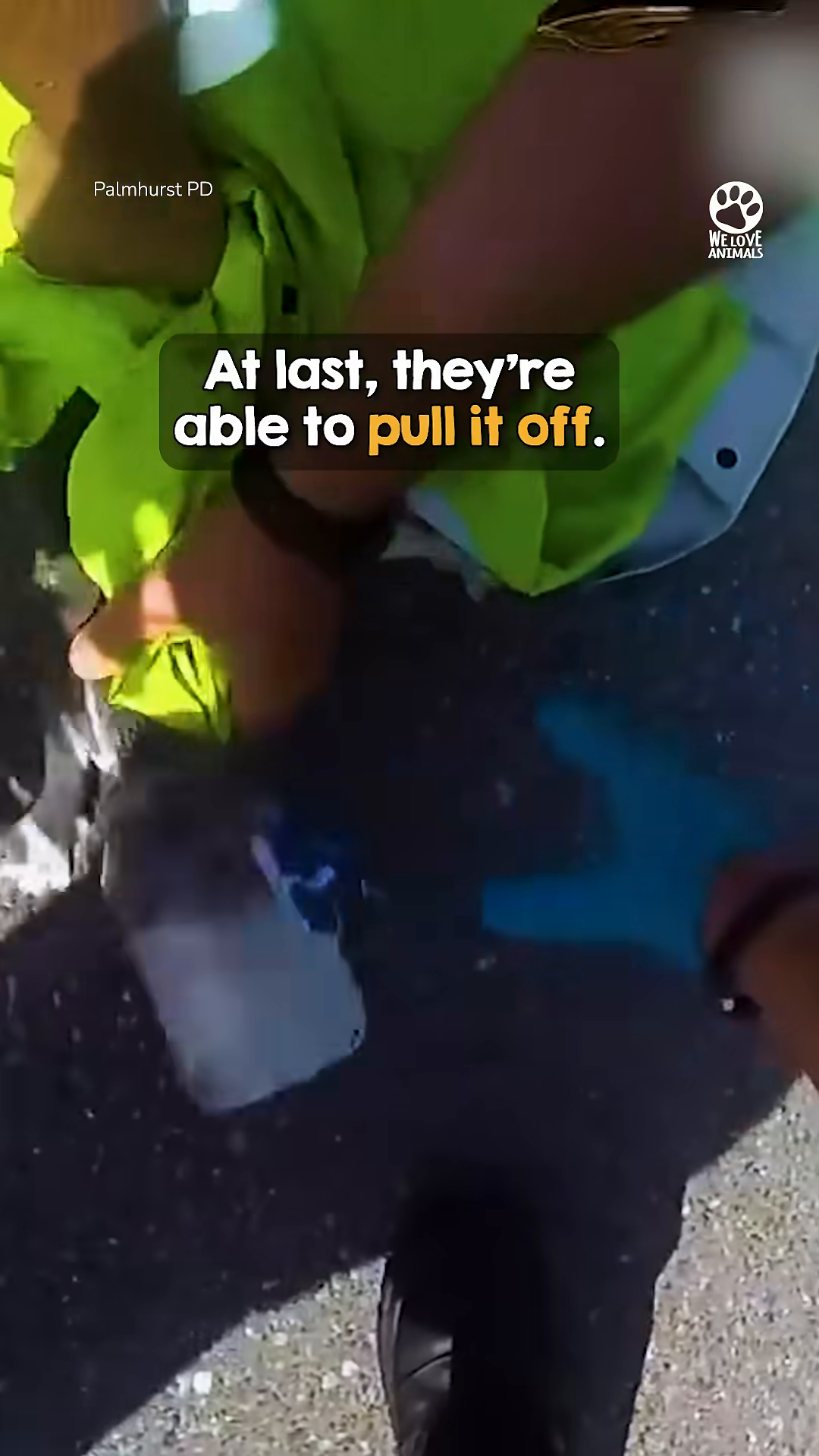 Officers work carefully to remove the plastic jar from the kitten's head.