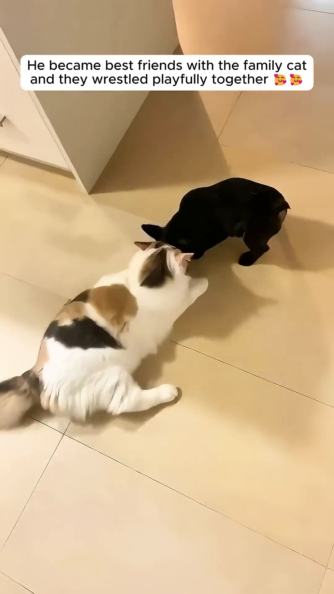 A puppy and a cat are wrestling playfully together.