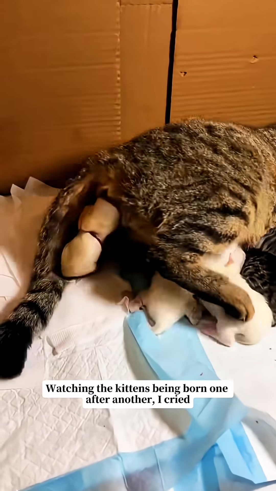 A mother cat is with her newborn kittens.