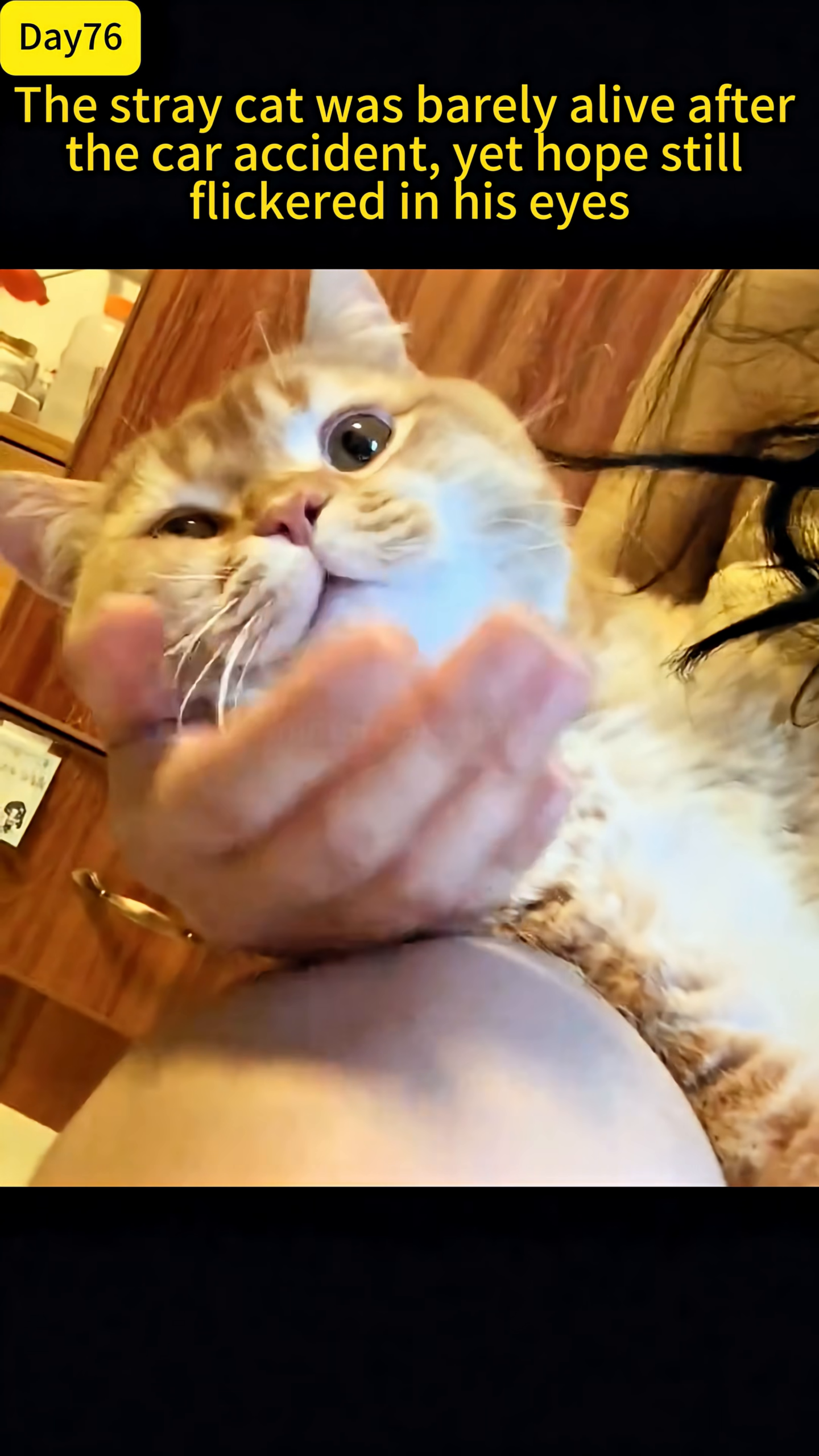 A person holds the ginger cat, who looks much healthier and content, with bright eyes.