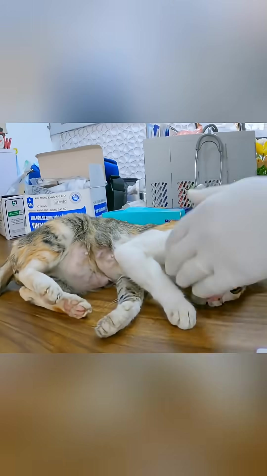 The mother cat, looking much calmer, receives a gentle examination at the vet clinic.