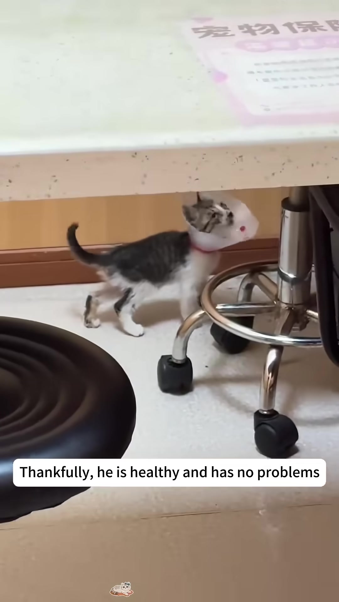 The kitten, now wearing a protective collar, confidently walking around the vet's office.