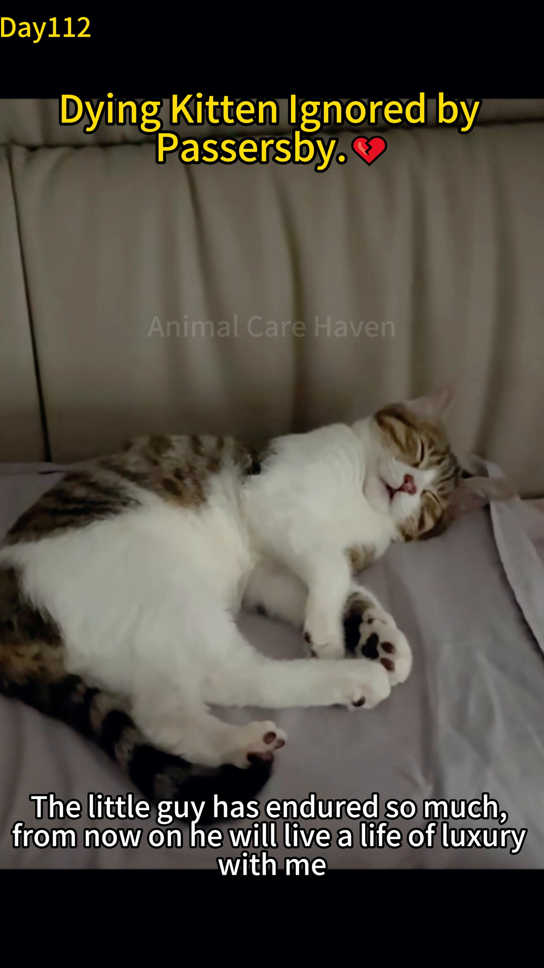 A healthy-looking kitten with bright eyes is shown sitting up, appearing more alert and active.