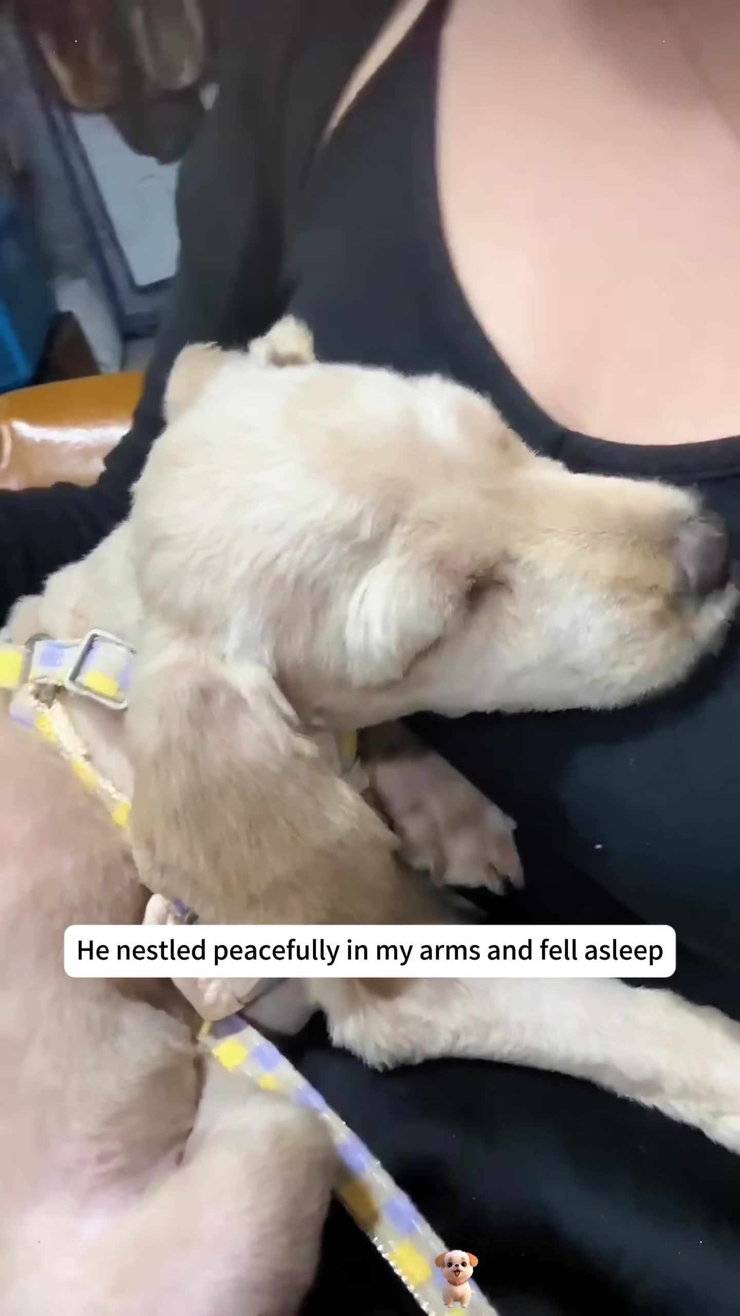A small, light-brown puppy sleeps peacefully in its owner's arms.