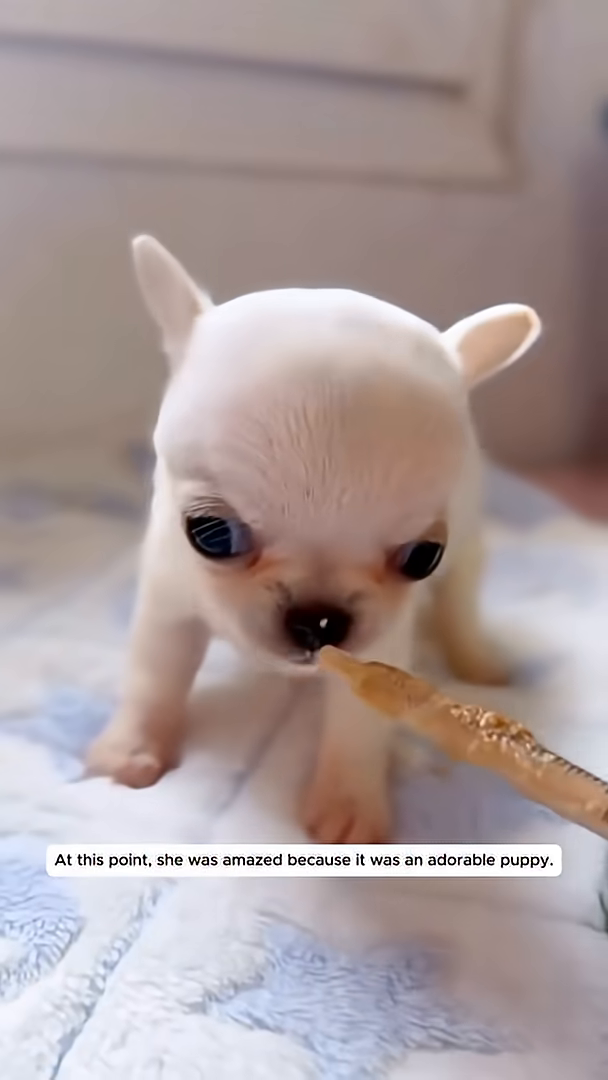 A tiny, white puppy with big eyes looks up.