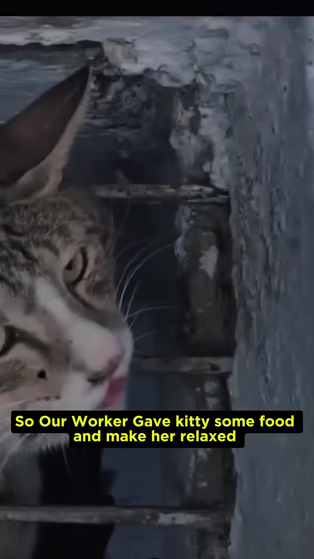 The cat cautiously eats food offered by a rescuer.