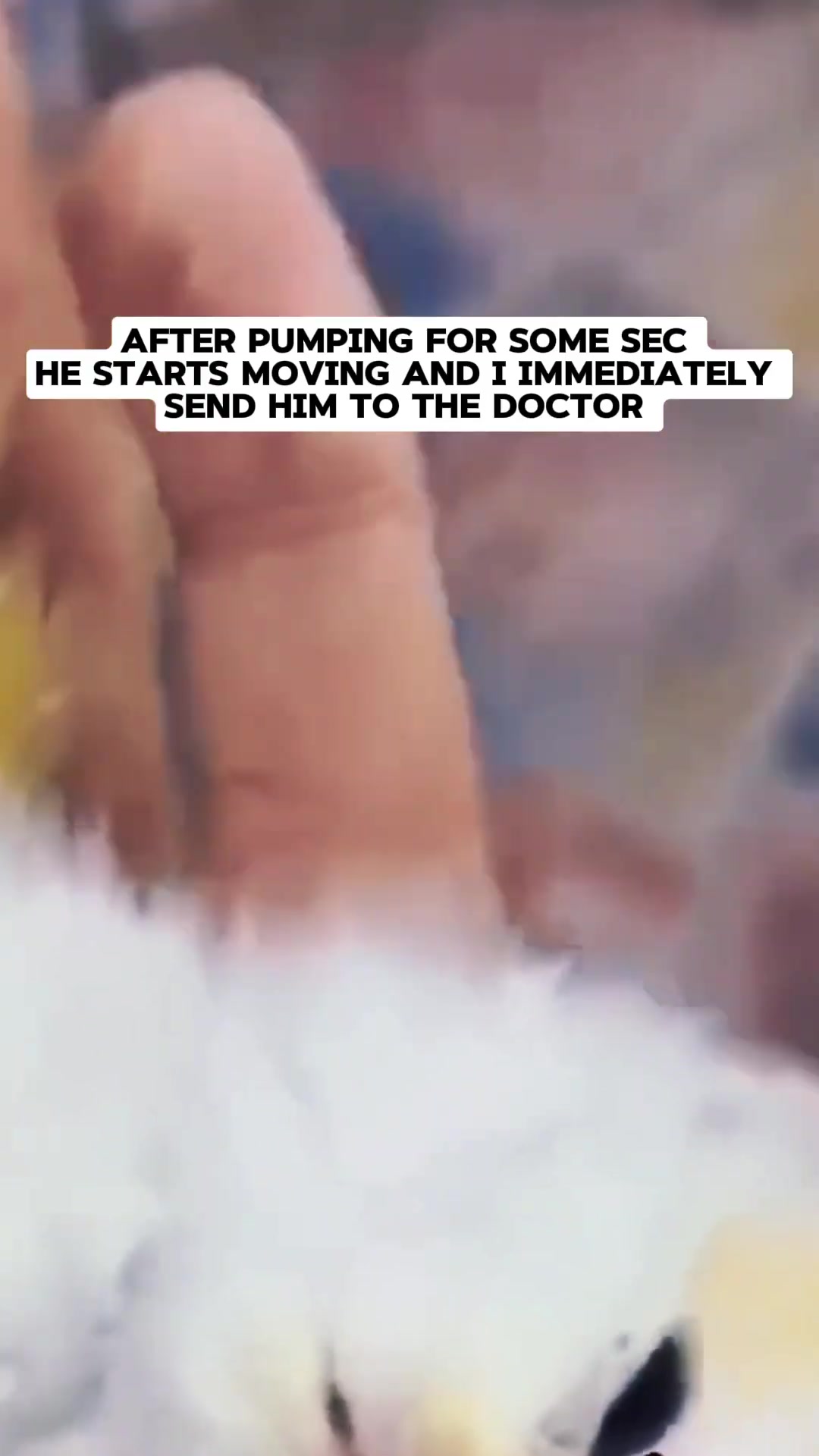 Hands gently tending to the kitten, which is starting to show signs of life.