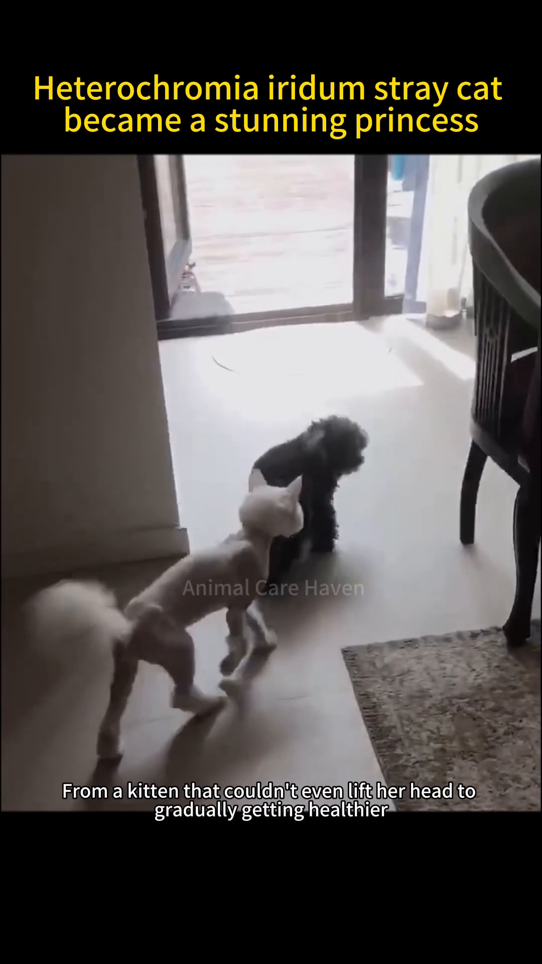 The now healthy white cat interacting playfully with a small black dog.