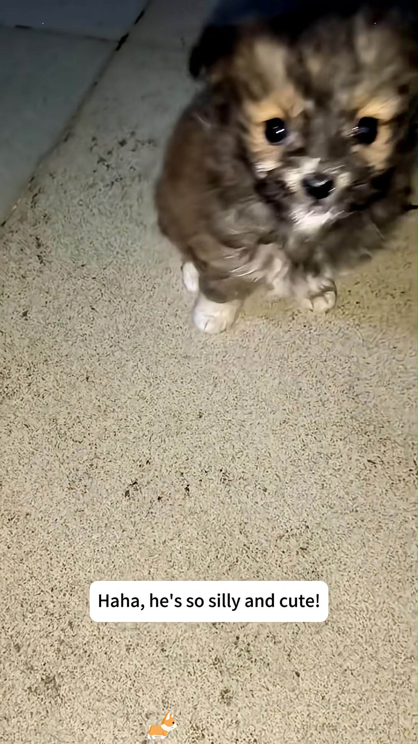 The puppy sitting up and looking around with bright, curious eyes.