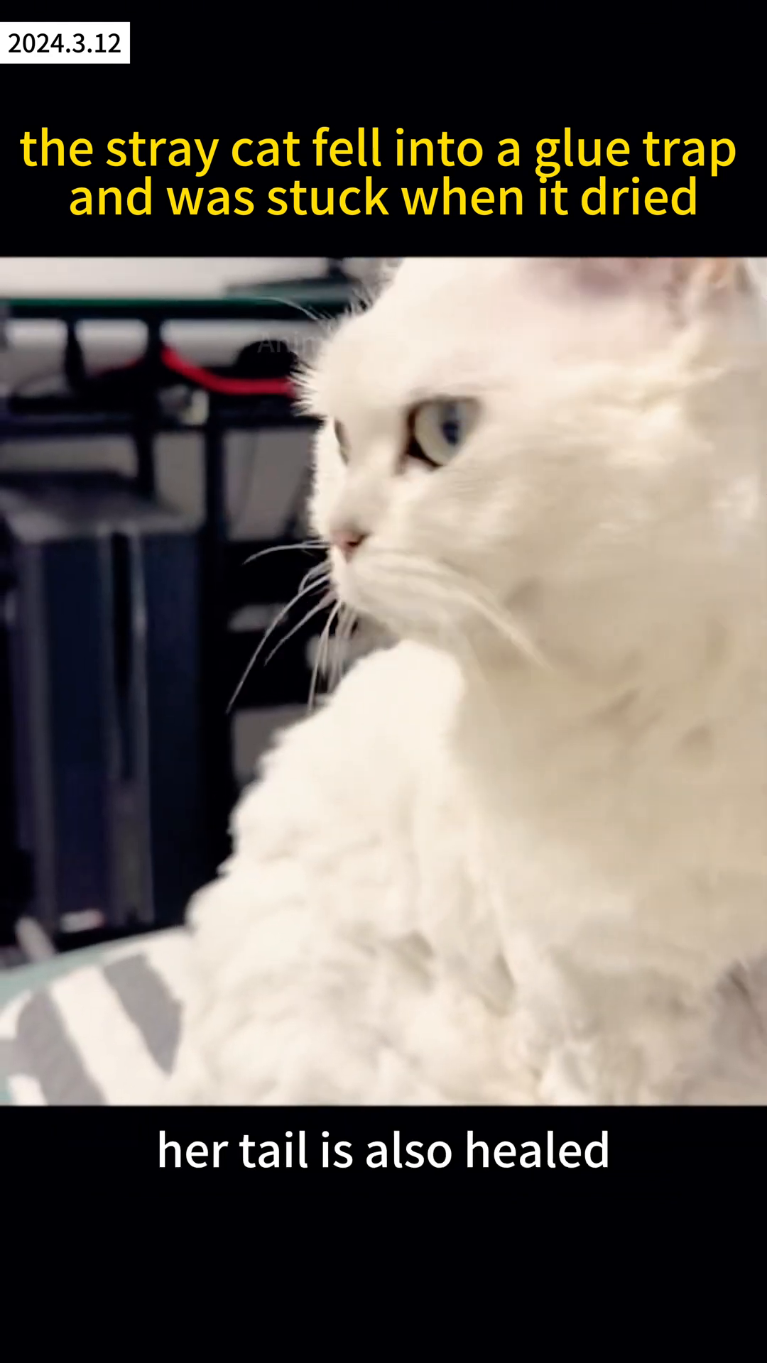 A white cat with a cone around its neck is seen lying down, with bandages on its paw, looking alert.