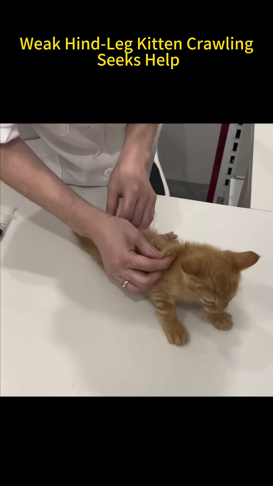 A veterinarian gently places an Elizabethan collar (cone) on a small ginger kitten.