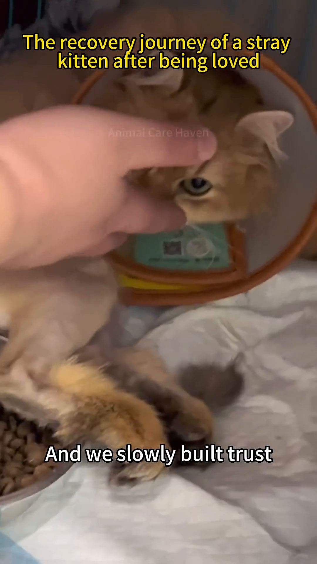 A hand gently strokes the kitten's head, and the kitten looks up, showing signs of comfort and trust.
