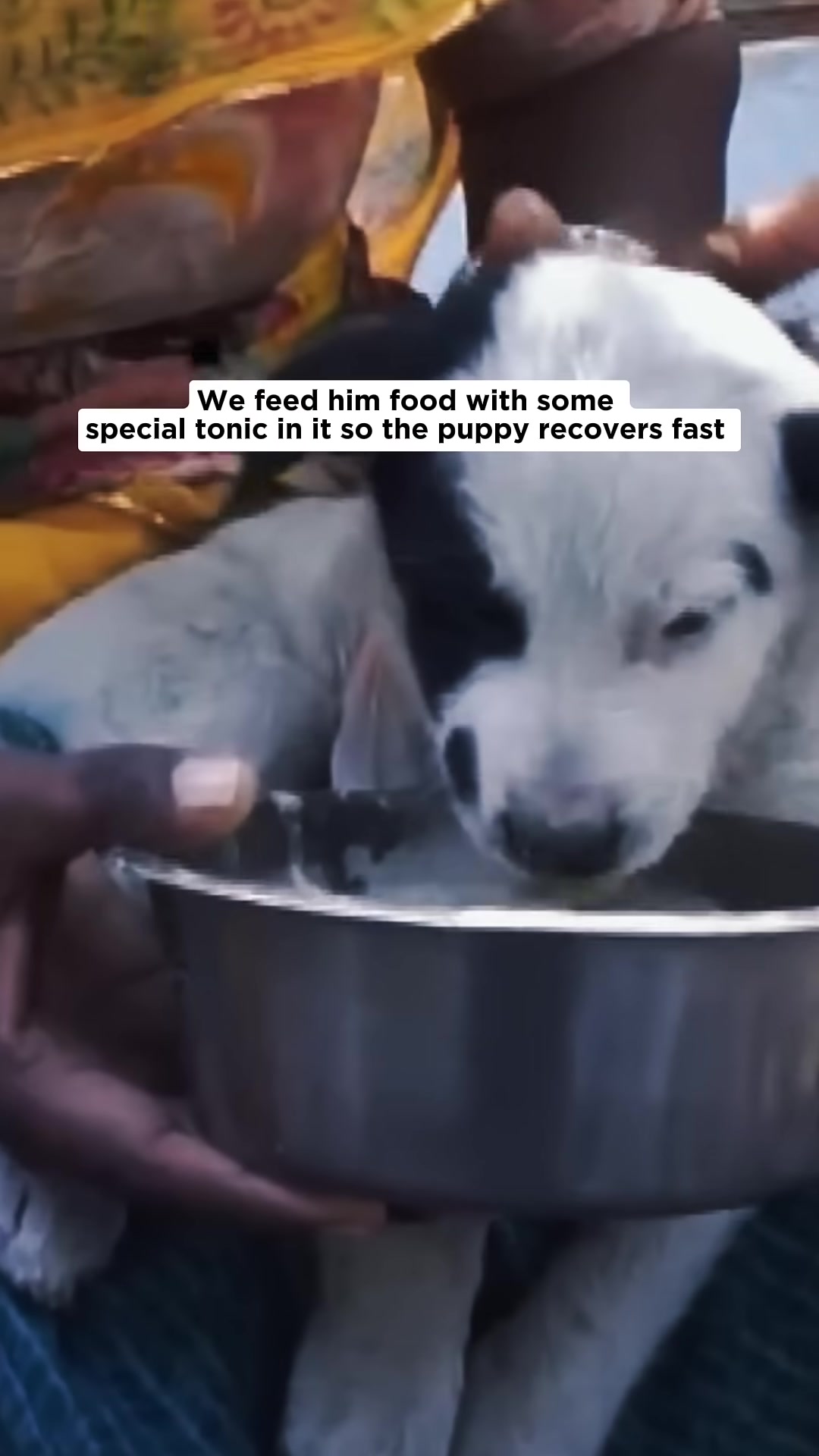 The puppy eagerly eats from a bowl of special food.
