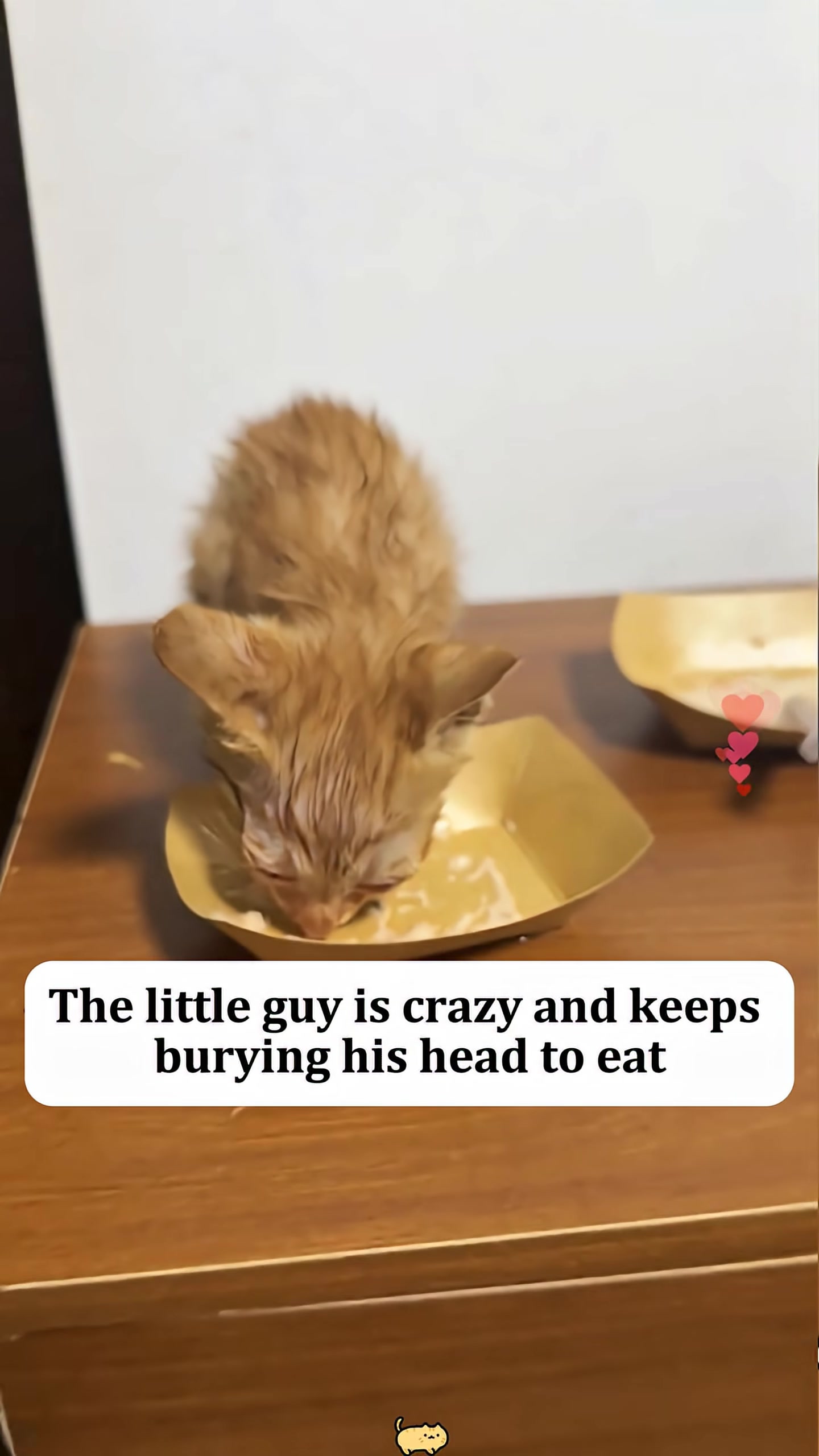A very thin, wet orange kitten is eating from a small tray, burying its head in the food.