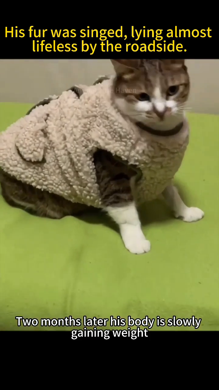 A cat wearing a warm sweater, sitting on a green surface, looking more alert.