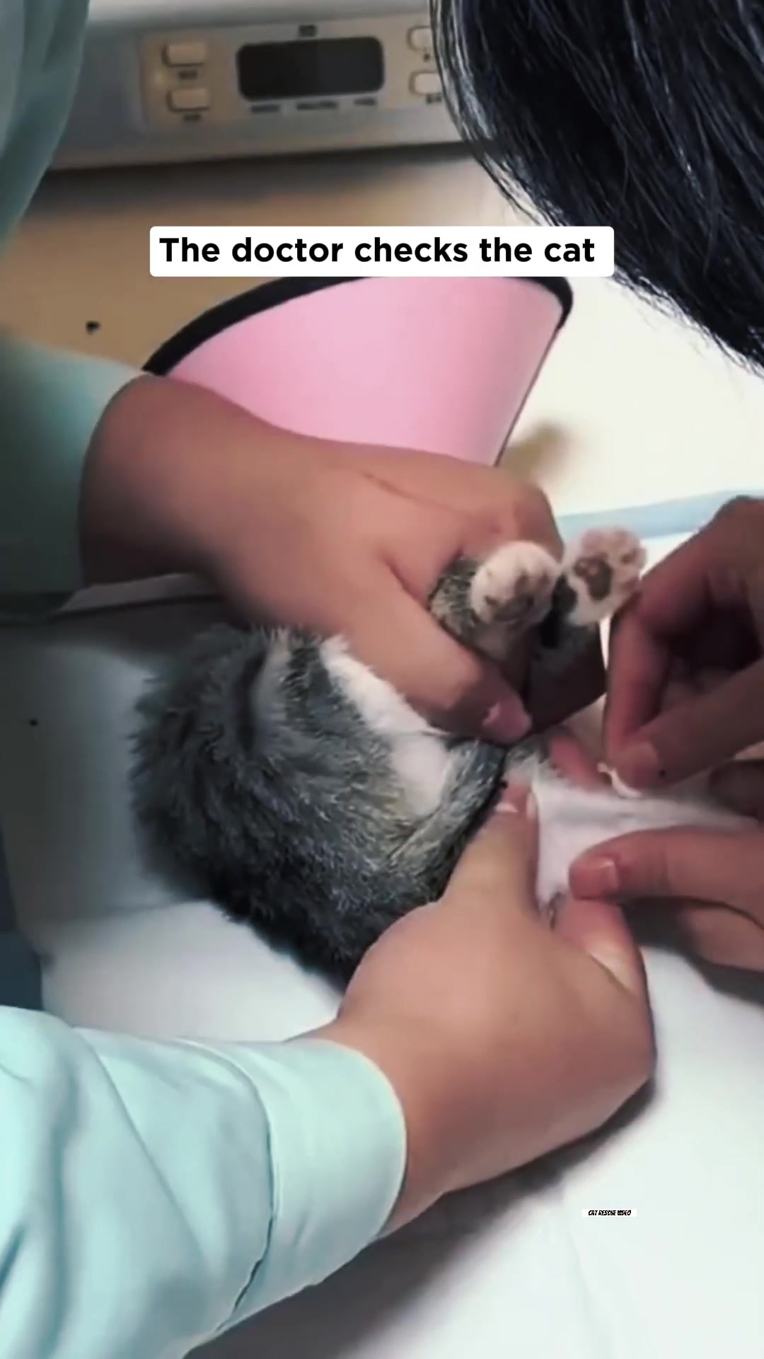 A veterinarian is giving a small kitten an injection.