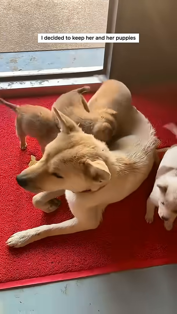 The mother dog lying down with her puppies nestled around her.