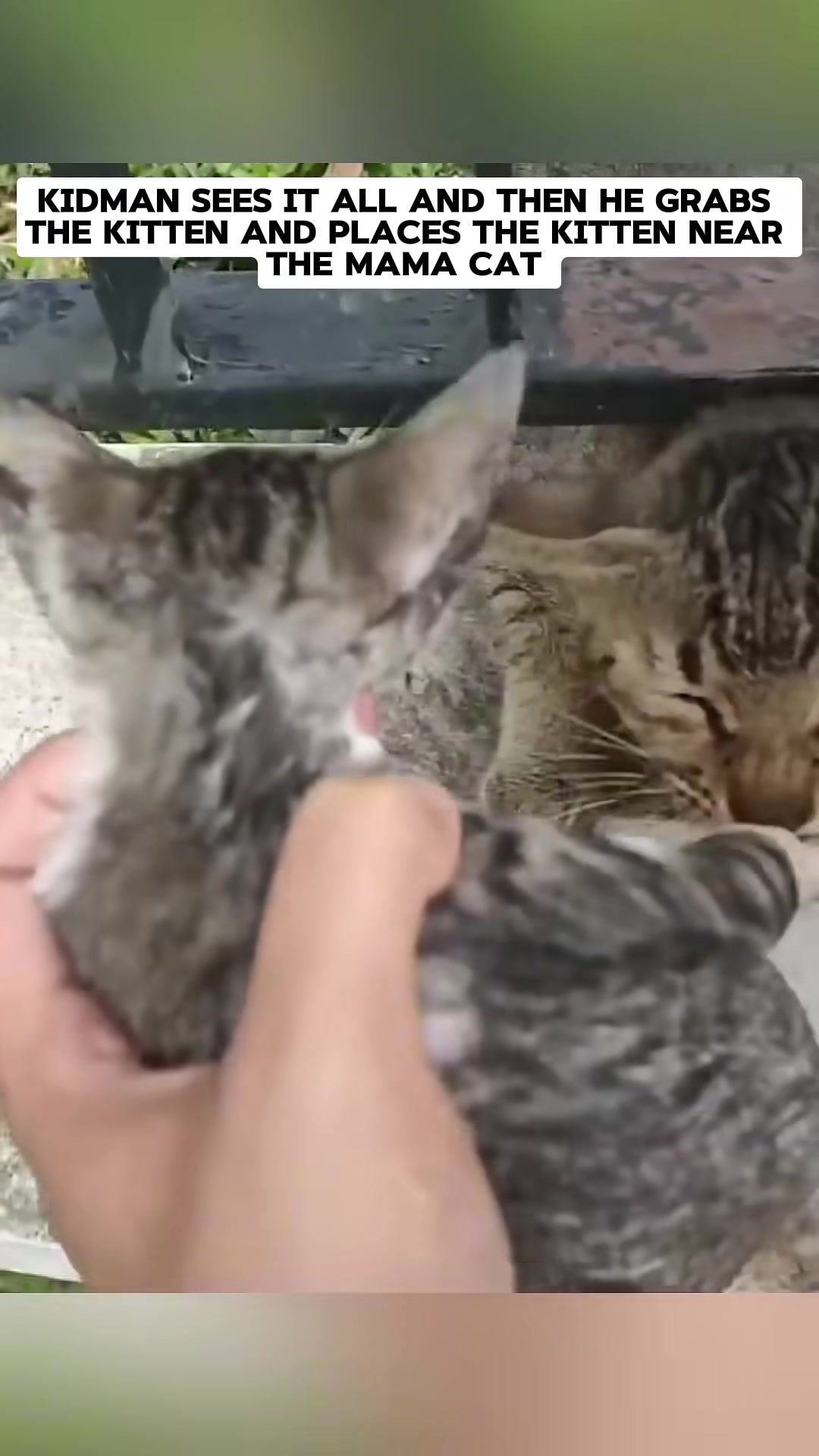 The mother cat nuzzles her kitten, who is now safe beside her, after being rescued from the water pit.