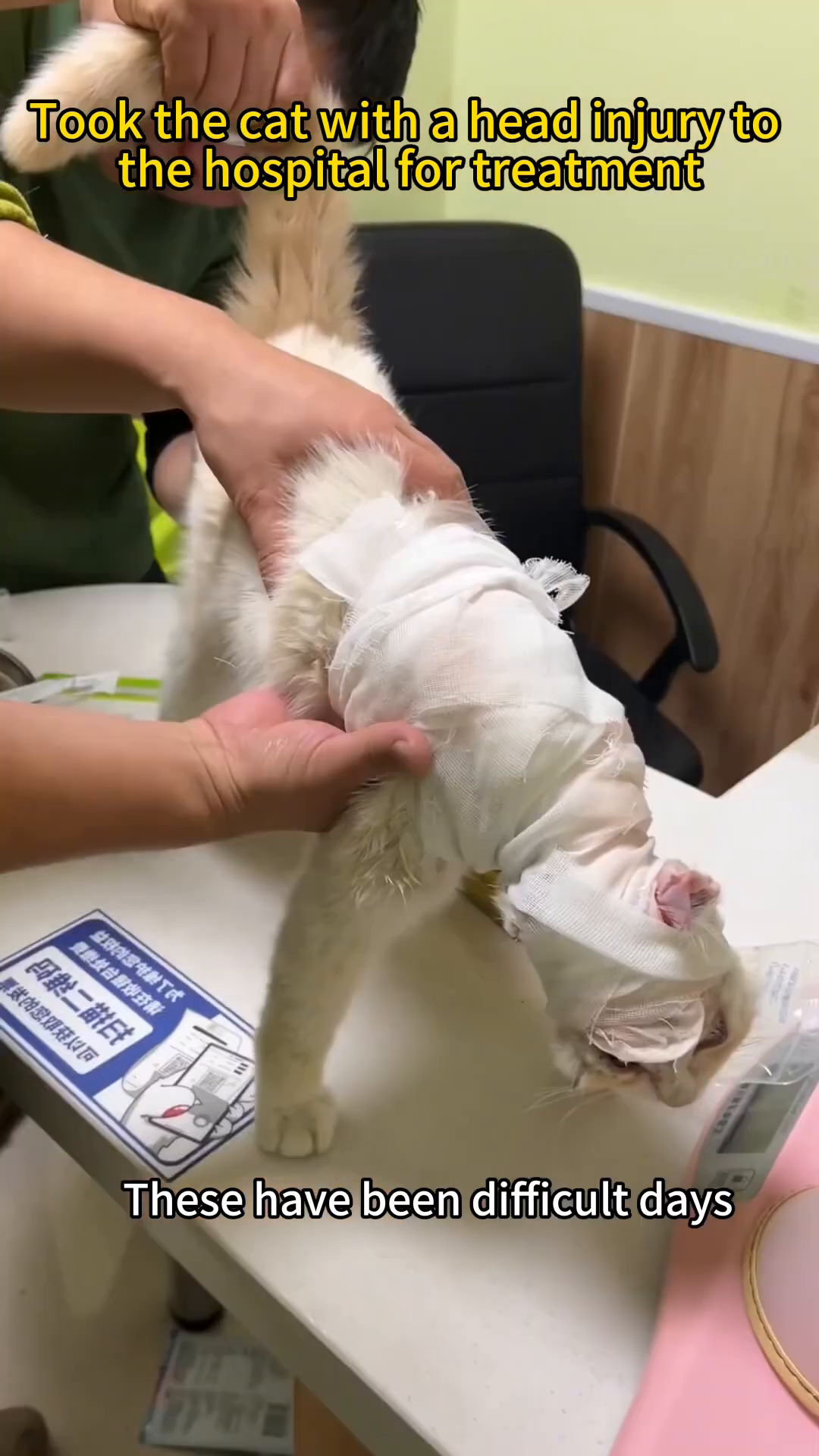 The cat, with bandages on its head, sits in a cage.