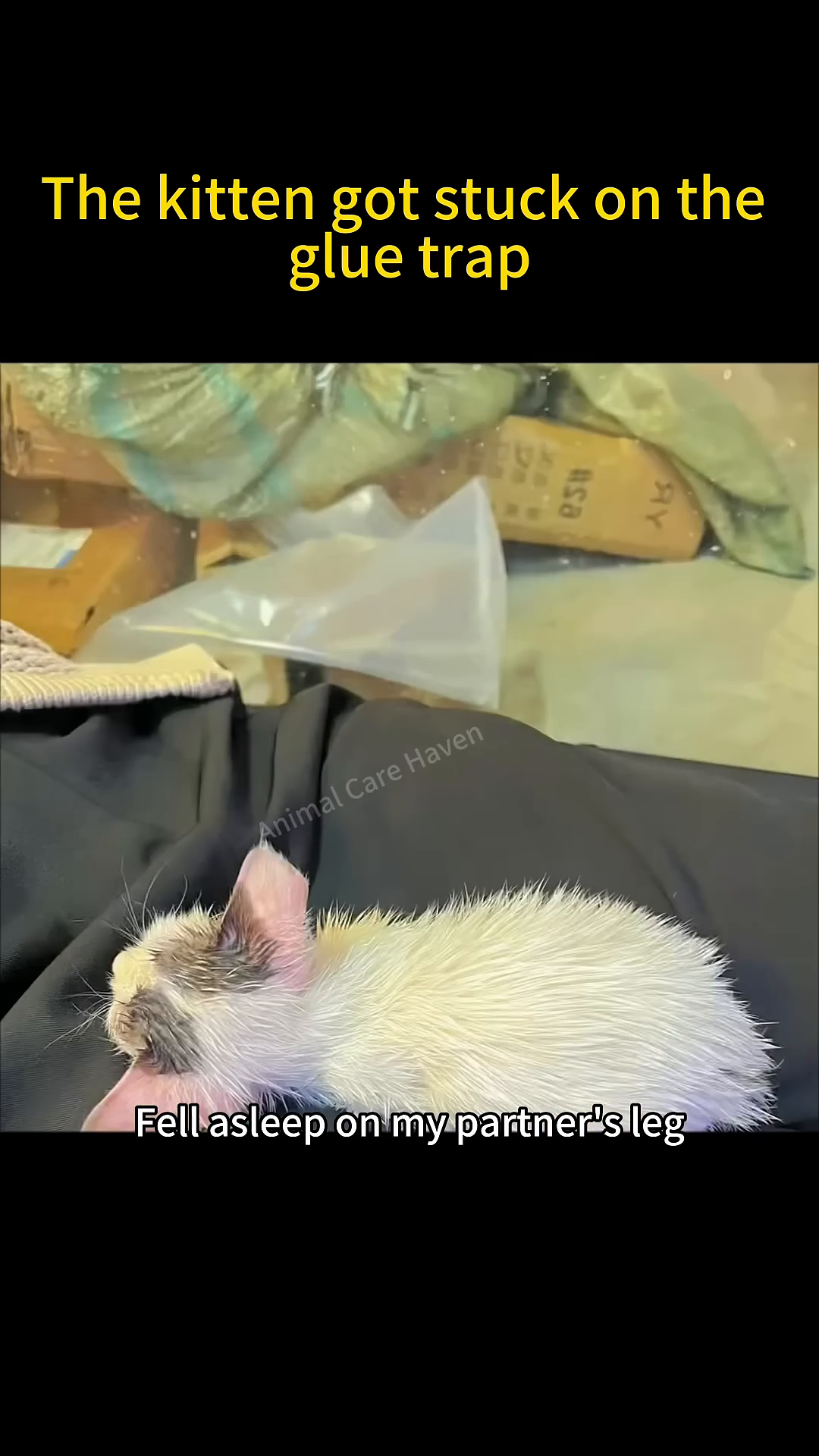 The rescued kitten is sleeping soundly on someone's lap.